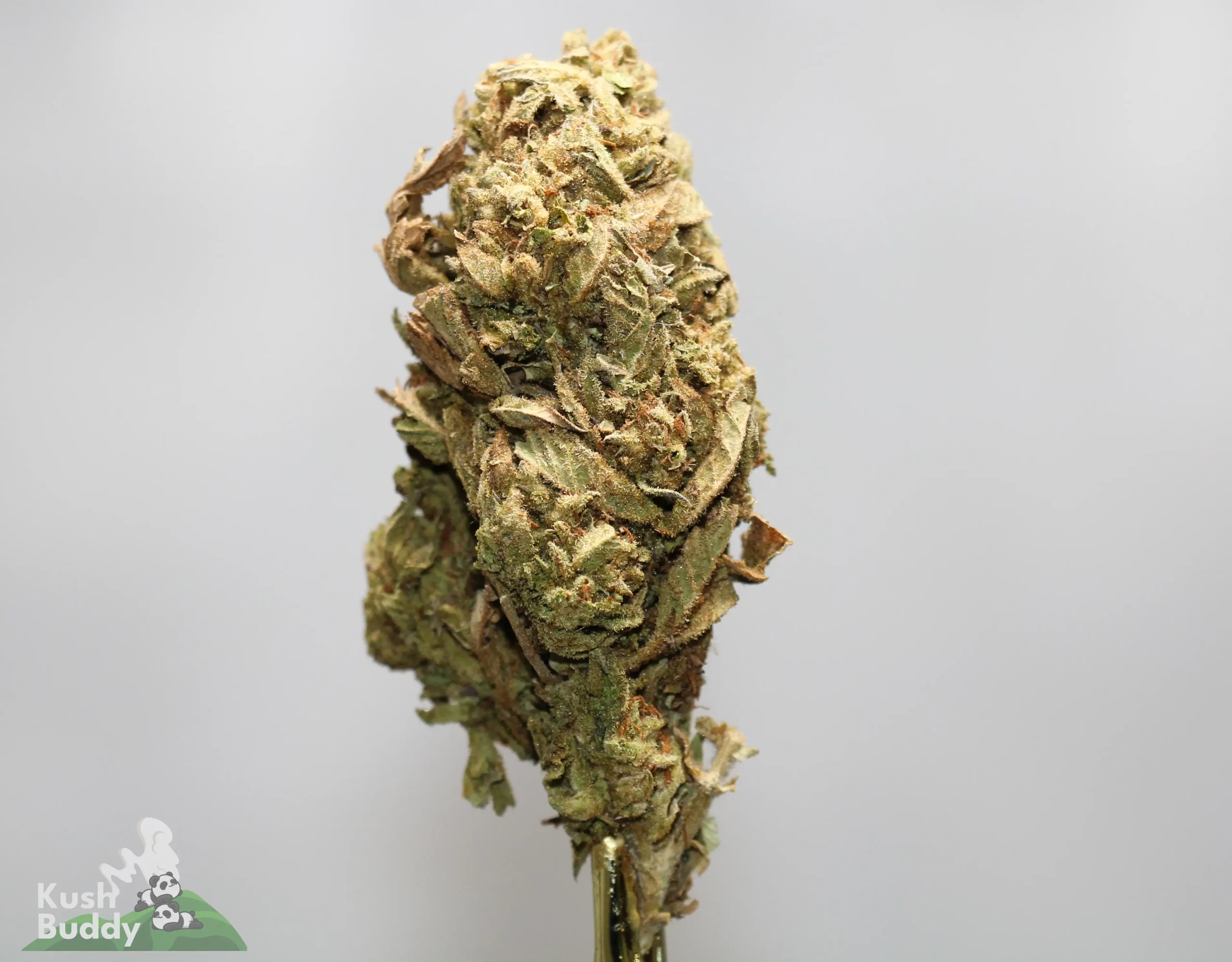 Close-up of a frosty cannabis bud with green and orange hairs against a light gray background, stem visible behind the flower.