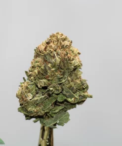Close-up of a cannabis bud with frosty trichomes and orange pistils on a neutral background; watermark reads Kush Buddy.