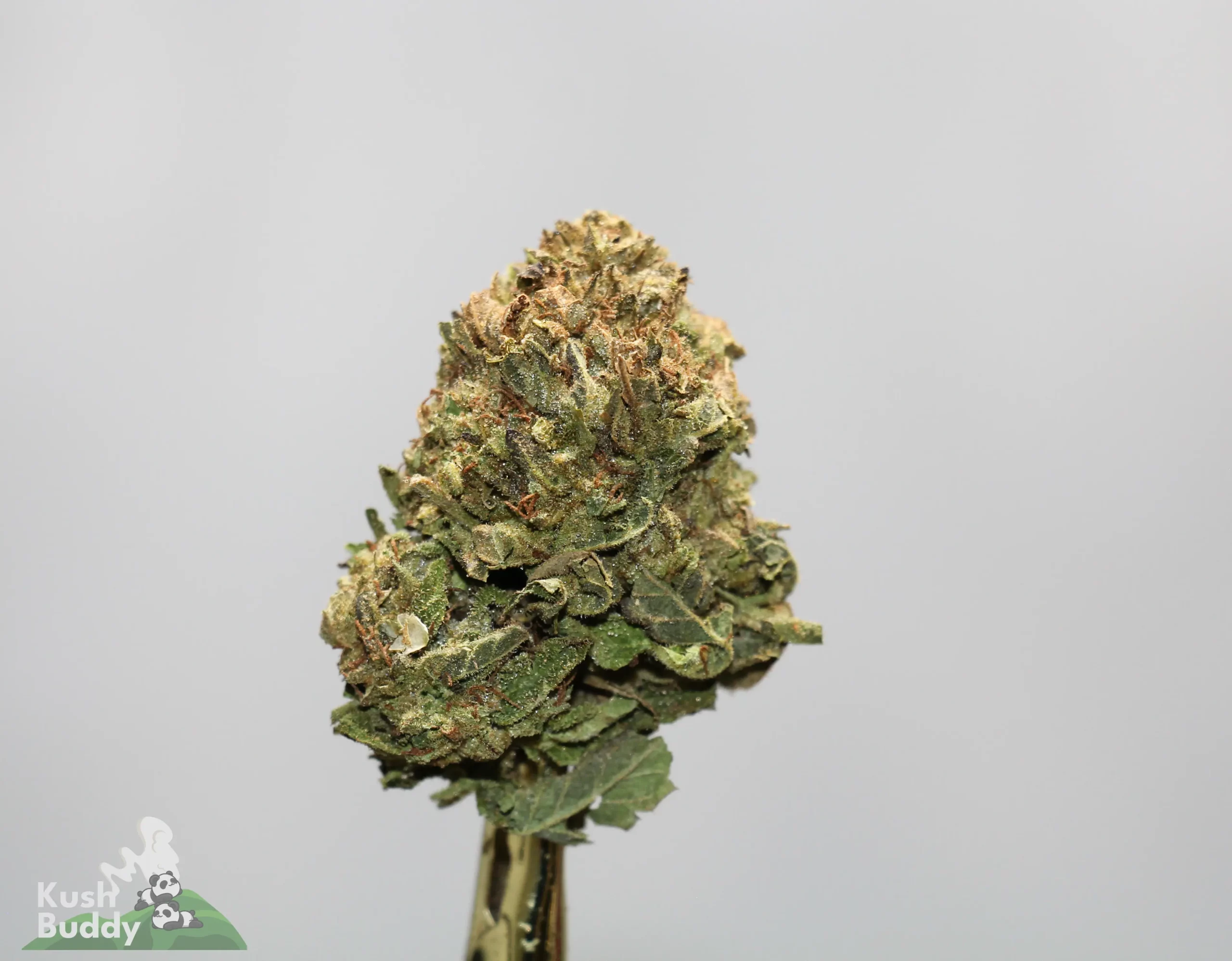 Close-up of a cannabis bud with frosty trichomes and orange pistils on a neutral background; watermark reads Kush Buddy.