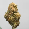 Close-up of a cannabis bud on a stem, with green leaves and orange hairs, against a pale background.