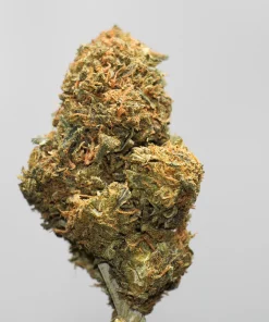 Close-up of a cannabis bud on a stem, with green leaves and orange hairs, against a pale background.