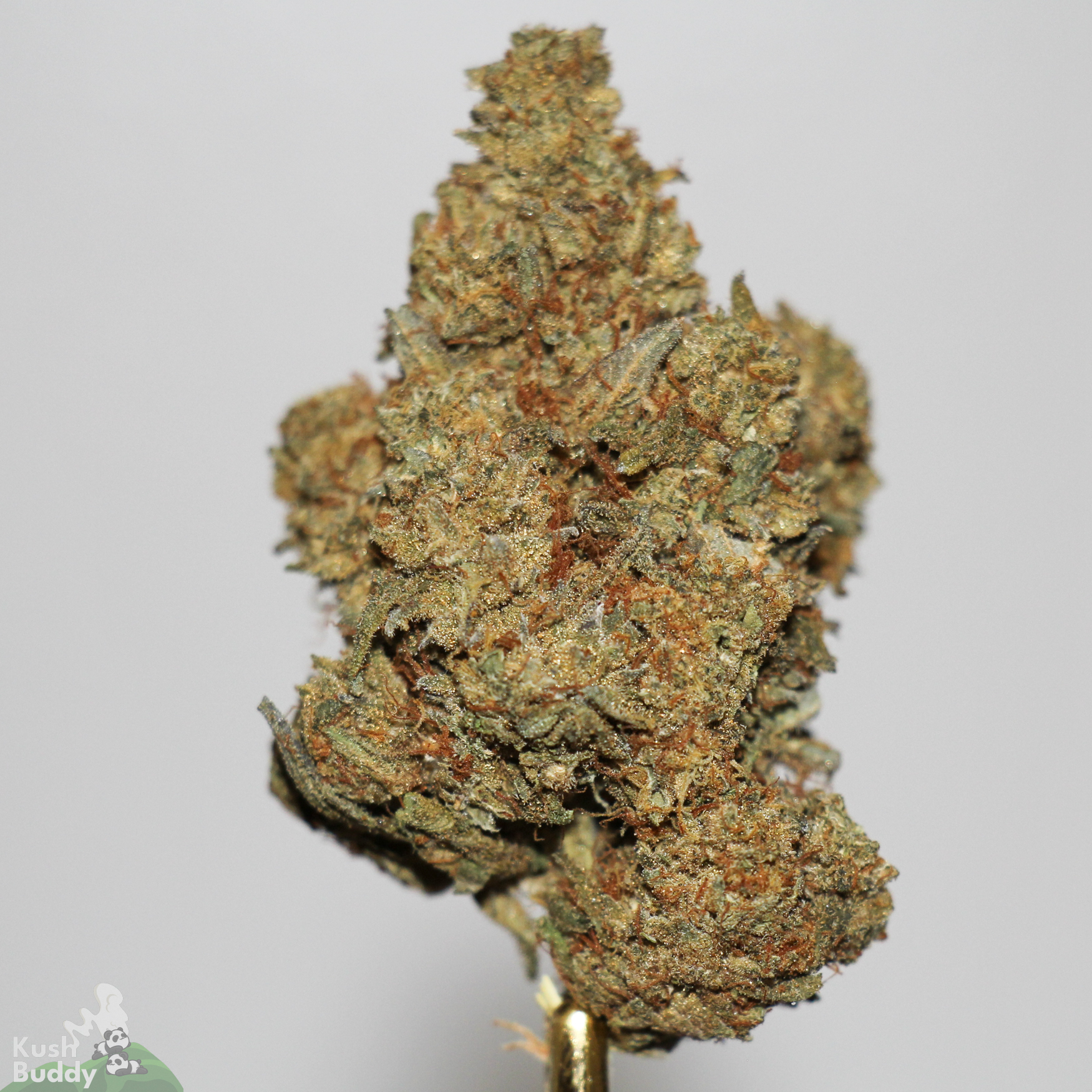 Black Series – Blue Gushers – Buy Weed Online