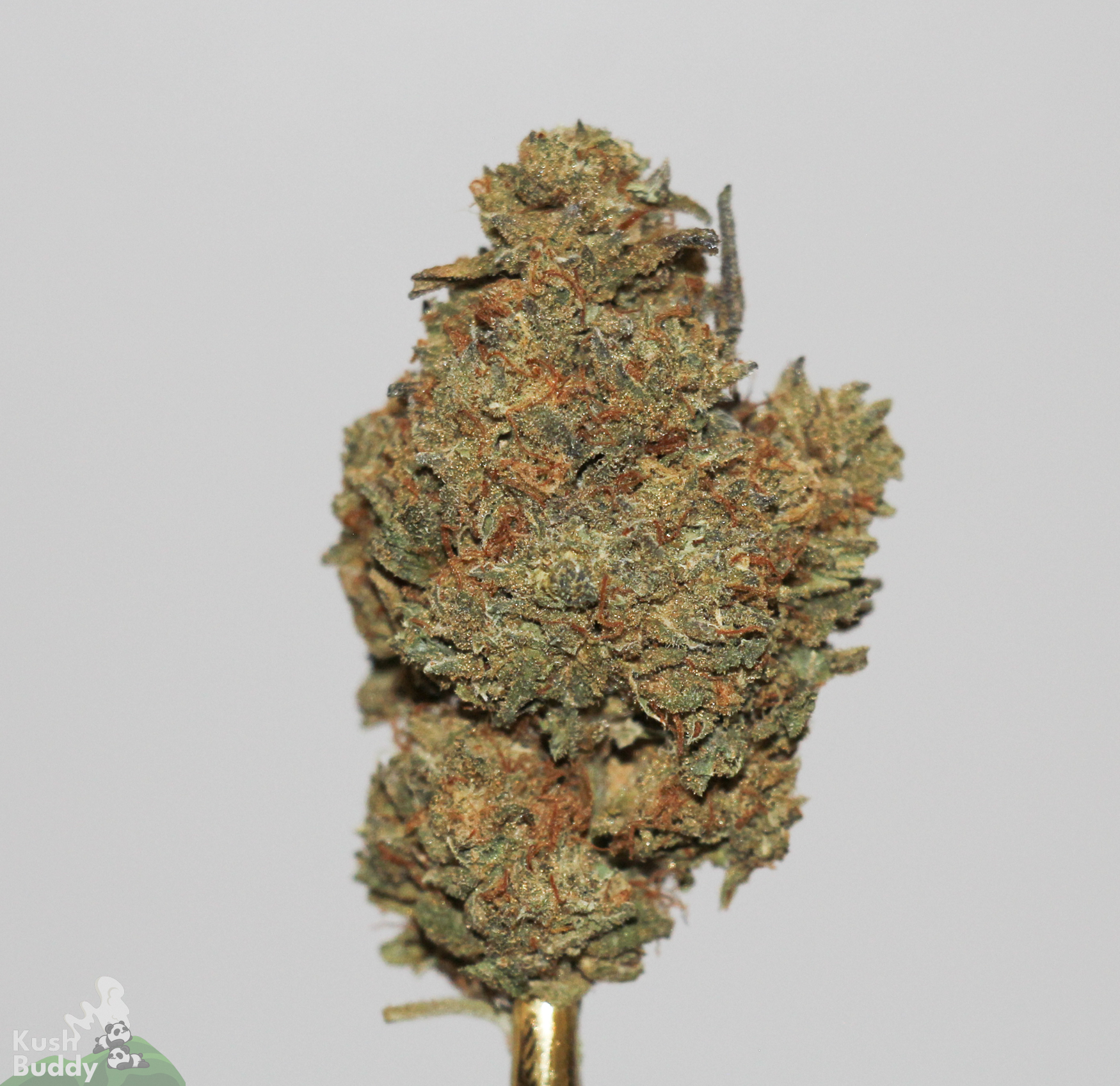 BUDSPOOL 舐達麻 THA BLUE HERB OZROSAURUS Black Series – Blue Gushers – Buy Weed Online
