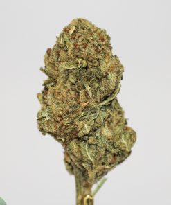 (AAA+) Bruce Banner - Image 2