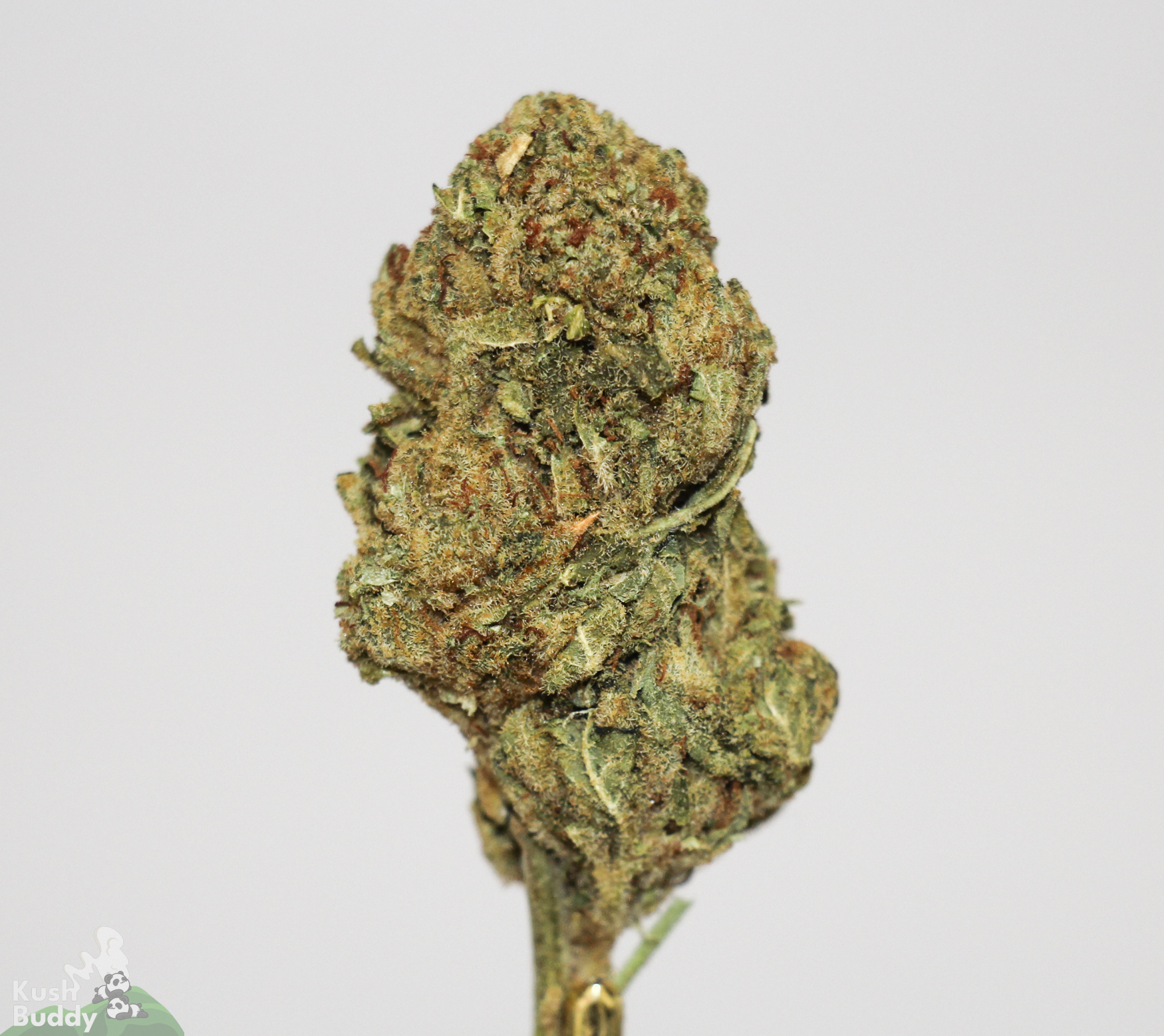 (AAA+) Bruce Banner - Image 2