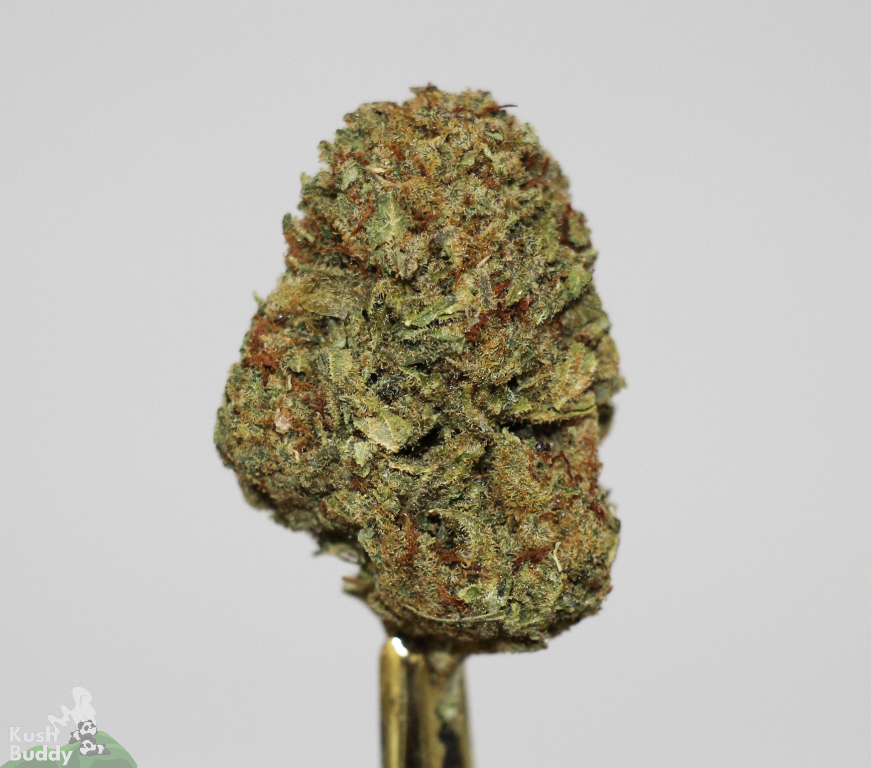 (AAA+) Bruce Banner