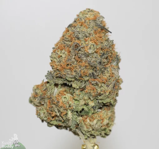 Black Series - Apple Fritter