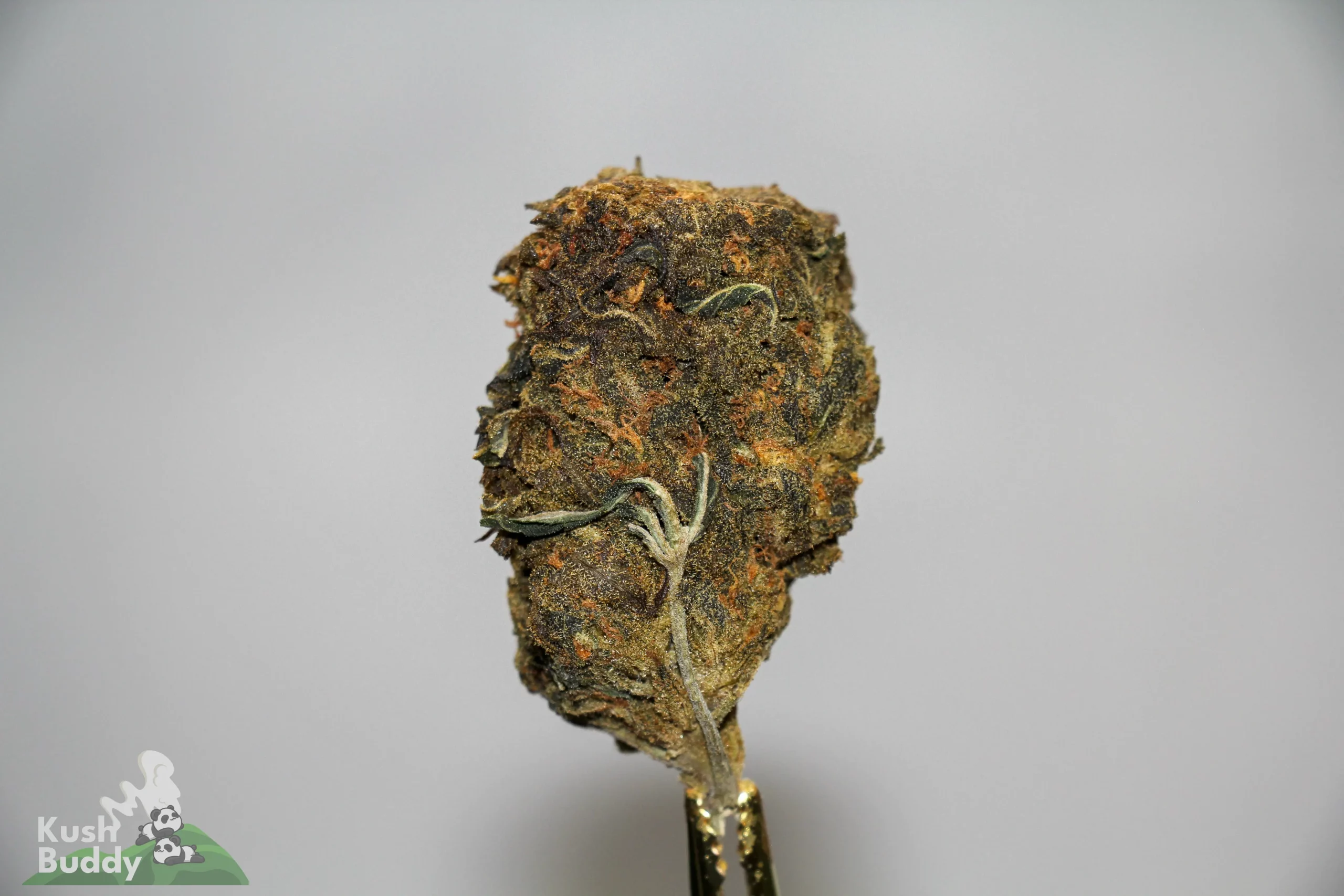 (AA+) Black Diesel