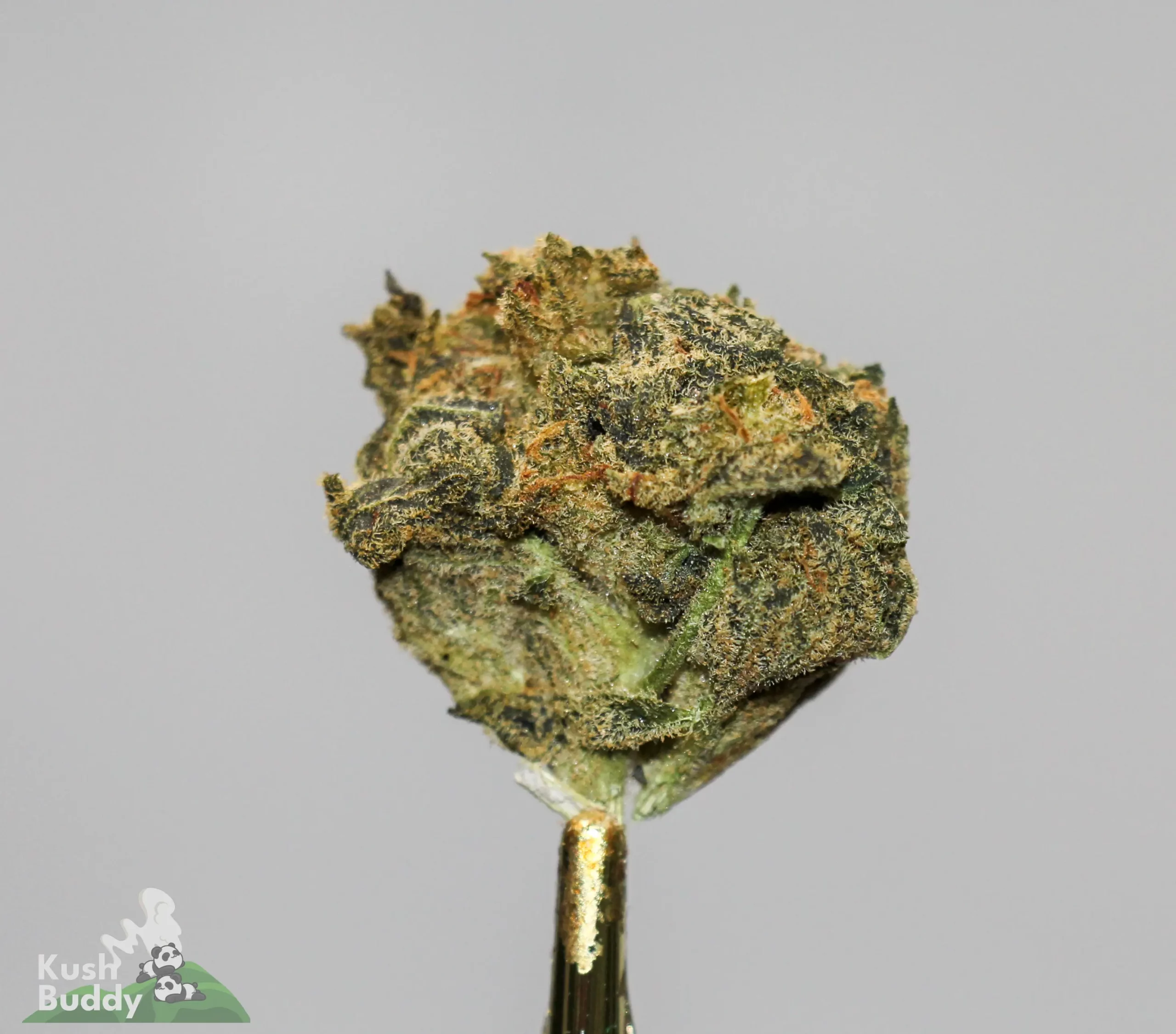 (AA+) Black Diesel - Image 2