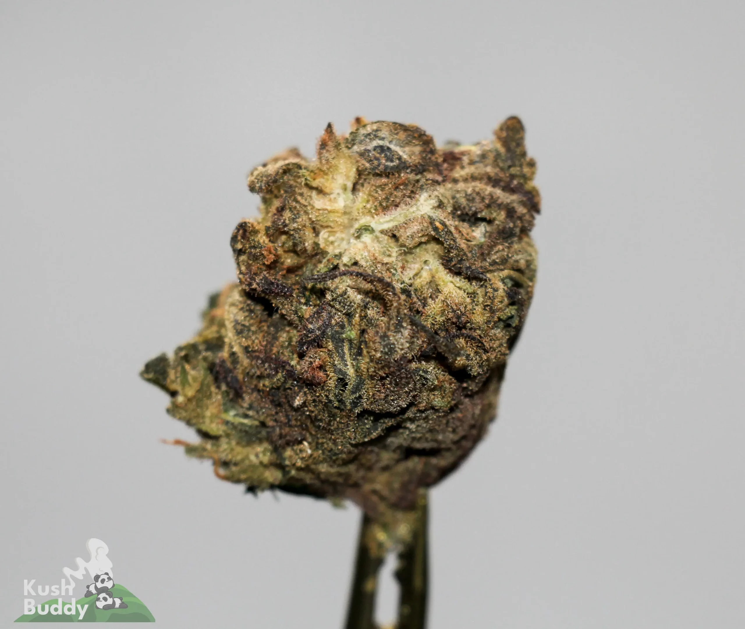 (AA+) Black Diesel - Image 3