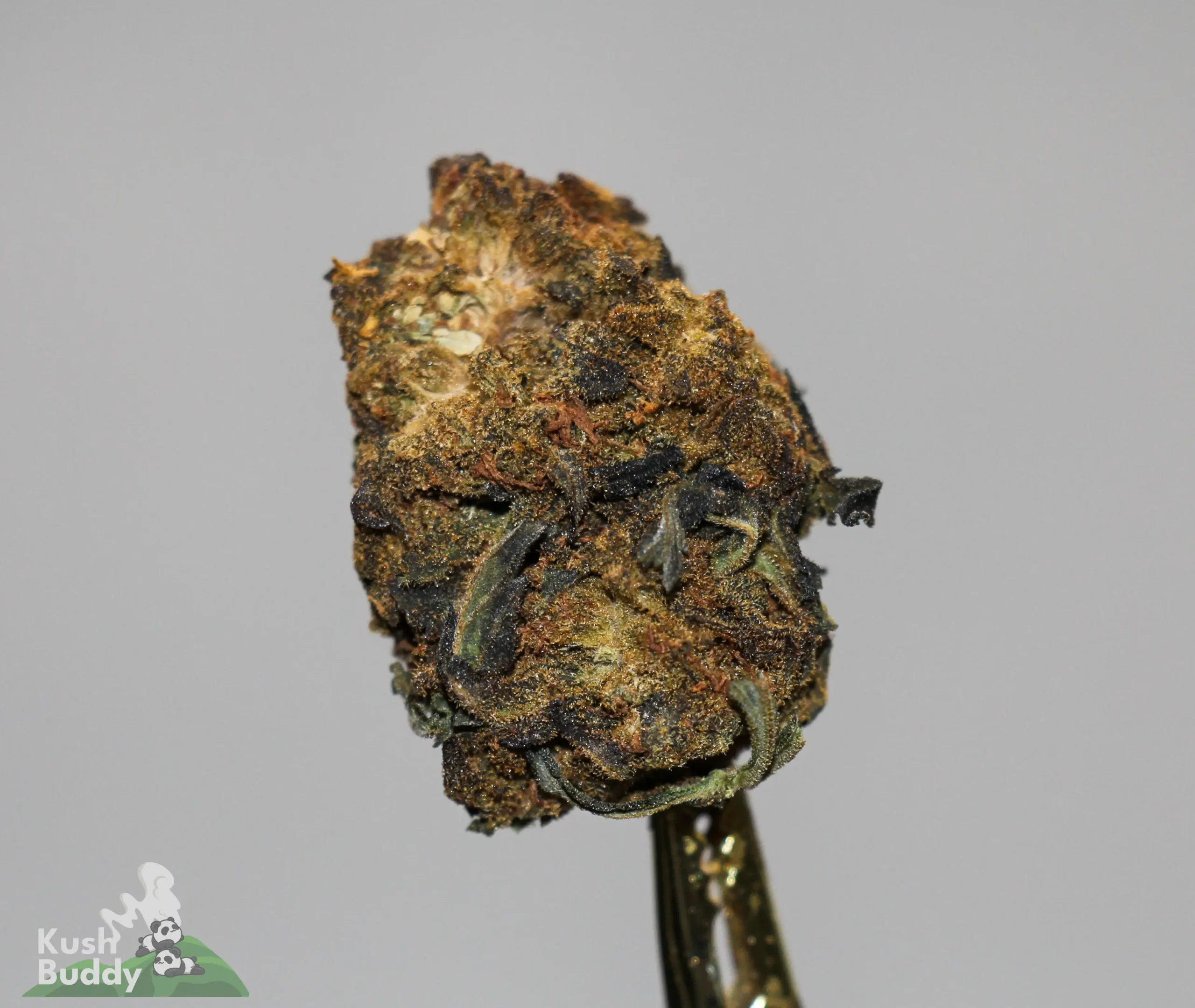 (AA+) Black Diesel - Image 4