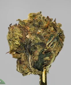 (AA+) Black Diesel - Image 5