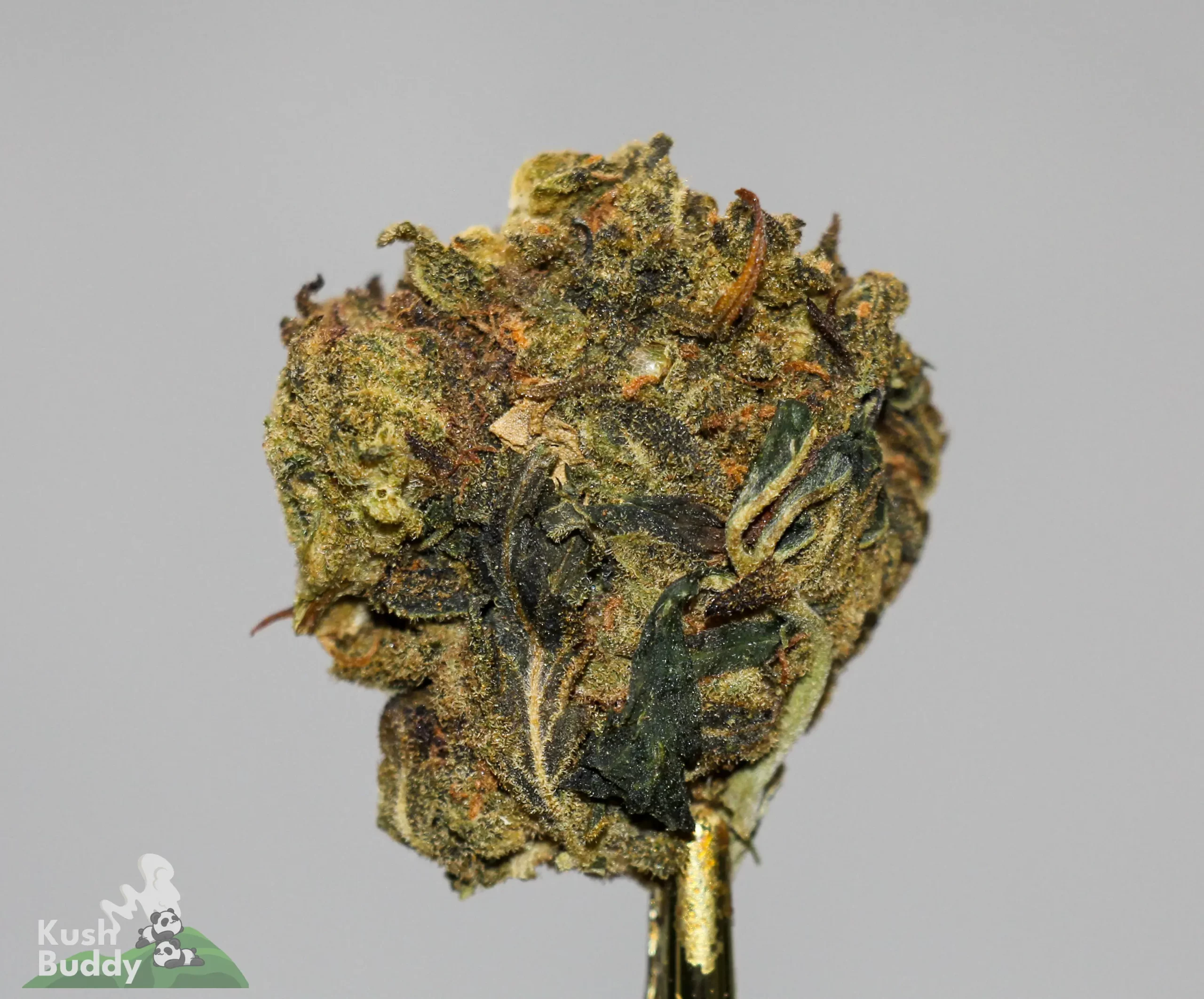 (AA+) Black Diesel - Image 5