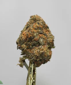 Close-up of a cannabis bud covered in frosty trichomes with orange hairs against a plain gray background.