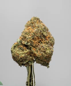 Close-up of a cannabis bud on a stem against a gray background, with Kush Buddy watermark in the lower-left corner.