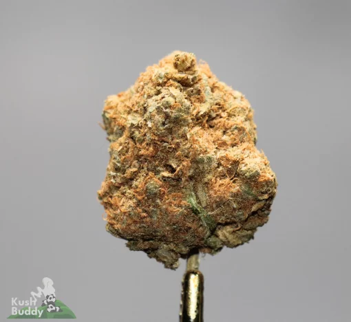 (AAA - Bulk) Shiva's Haze