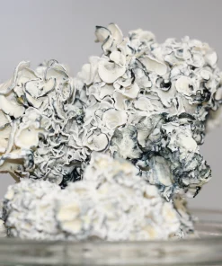 GhostCap - Magic Mushrooms - Enigma - EXTREMELY POTENT