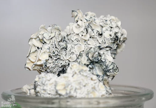 GhostCap - Bulk - Magic Mushrooms - Enigma - EXTREMELY POTENT