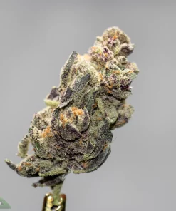 Black Series - Bulk - Blackberry Pie (Medium) - Image 3