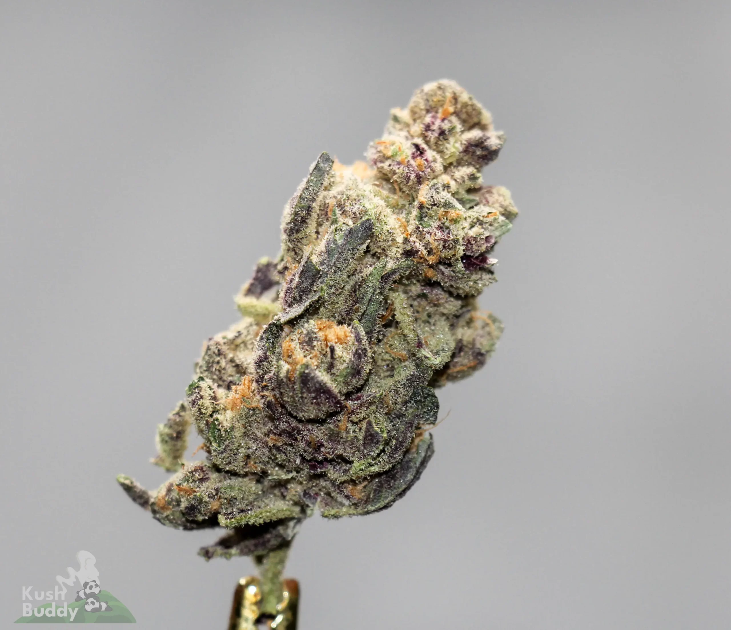Black Series - Bulk - Blackberry Pie (Medium) - Image 3