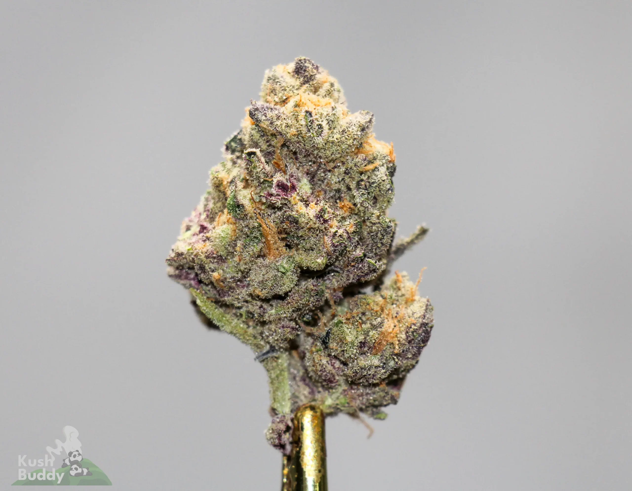 Black Series - Bulk - Blackberry Pie (Medium)