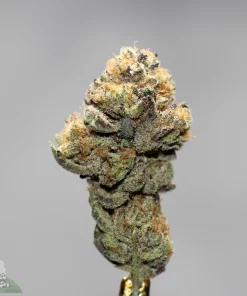 Black Series - Bulk - Blackberry Pie (Medium) - Image 2