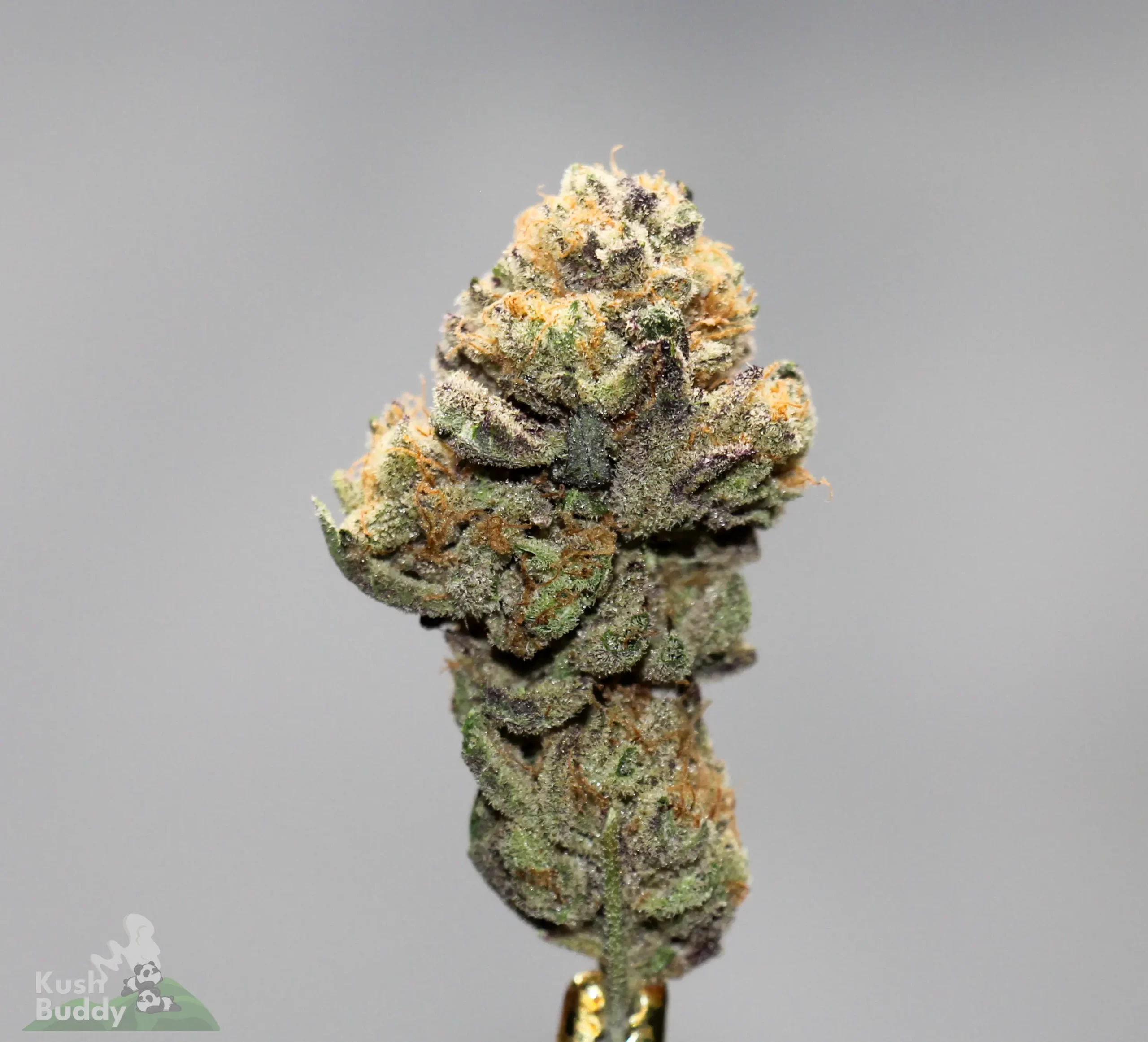 Black Series - Bulk - Blackberry Pie (Medium) - Image 2