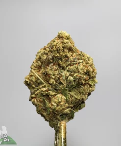Close-up of a cannabis bud with green and orange trichomes against a neutral gray background; Kush Buddy watermark bottom-left.