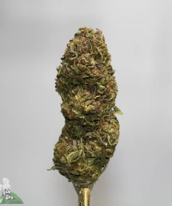 Dense cannabis bud with frosty trichomes and orange pistils on a stem, green and purple hues visible; Kush Buddy watermark bottom left.