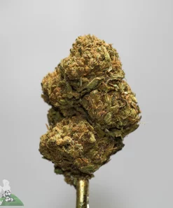 Close-up of a dense cannabis bud with green and orange hues, resting on a metal device against a gray background, with a Kush Buddy watermark in the corner.