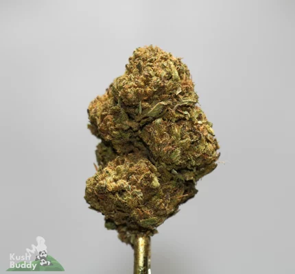 Close-up of a dense cannabis bud with green and orange hues, resting on a metal device against a gray background, with a Kush Buddy watermark in the corner.