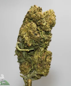 Close-up of a dense cannabis bud with frosty trichomes and orange hairs against a light gray background.