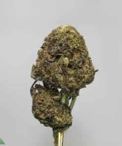 Close-up of a green cannabis bud with frosty trichomes on a gold dab tool against a light gray background, Kush Buddy watermark visible.