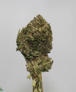 Close-up of a frosty cannabis bud on a stem against a light gray background, with a Kush Buddy logo bottom-left.