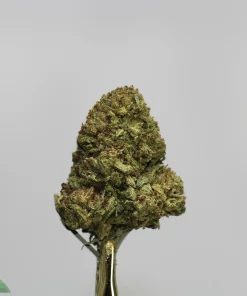 Close-up of a green cannabis bud with frosty trichomes on a golden stem, with the 'Kush Buddy' logo visible in the bottom-left corner.