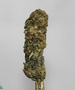 Close-up of a cannabis bud with dense trichomes and green-purple hues, stem visible, 'Kush Buddy' logo in the bottom-left corner.
