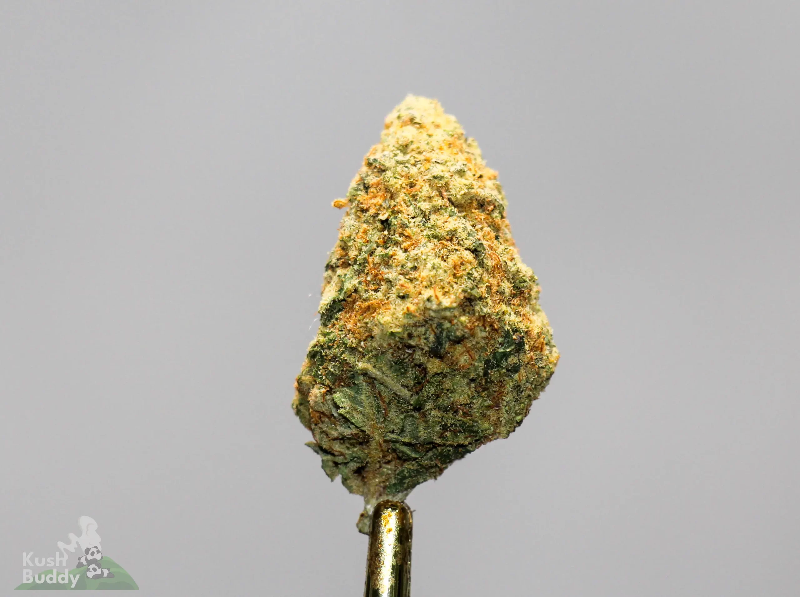 Cinderella 99 Buy Weed Online