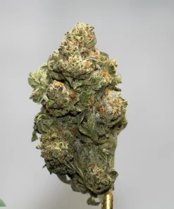 Close-up of a dense cannabis bud covered in frosty trichomes and orange pistils on a gray background.