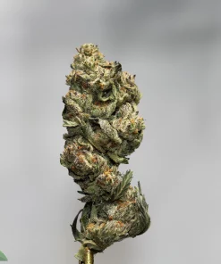 Close-up of a frosty cannabis bud with green and orange hairs against a gray background, stem visible.