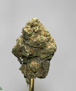Close-up of a frosty cannabis bud on a stem, green with orange hairs, against a light gray background, with Kush Buddy logo bottom left.