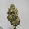 Close-up of a frosty cannabis bud on a stem, showing green, orange hairs and dense trichomes against a pale background.