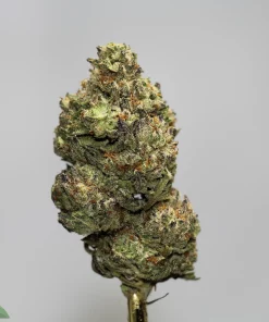 Close-up of a frosty cannabis bud on a stem, showing green, orange hairs and dense trichomes against a pale background.