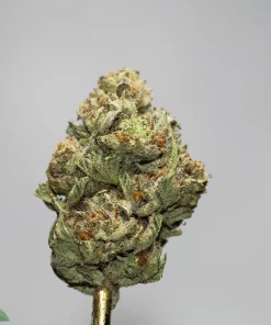Close-up of a frosty cannabis bud on a skewer, showing dense trichomes, green color with orange pistils.