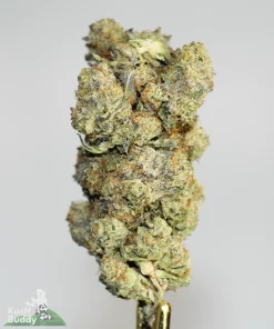 (AAA - Bulk) Cinderella 99 - Image 2