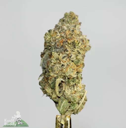 (AAAA - Bulk) Cinderella 99