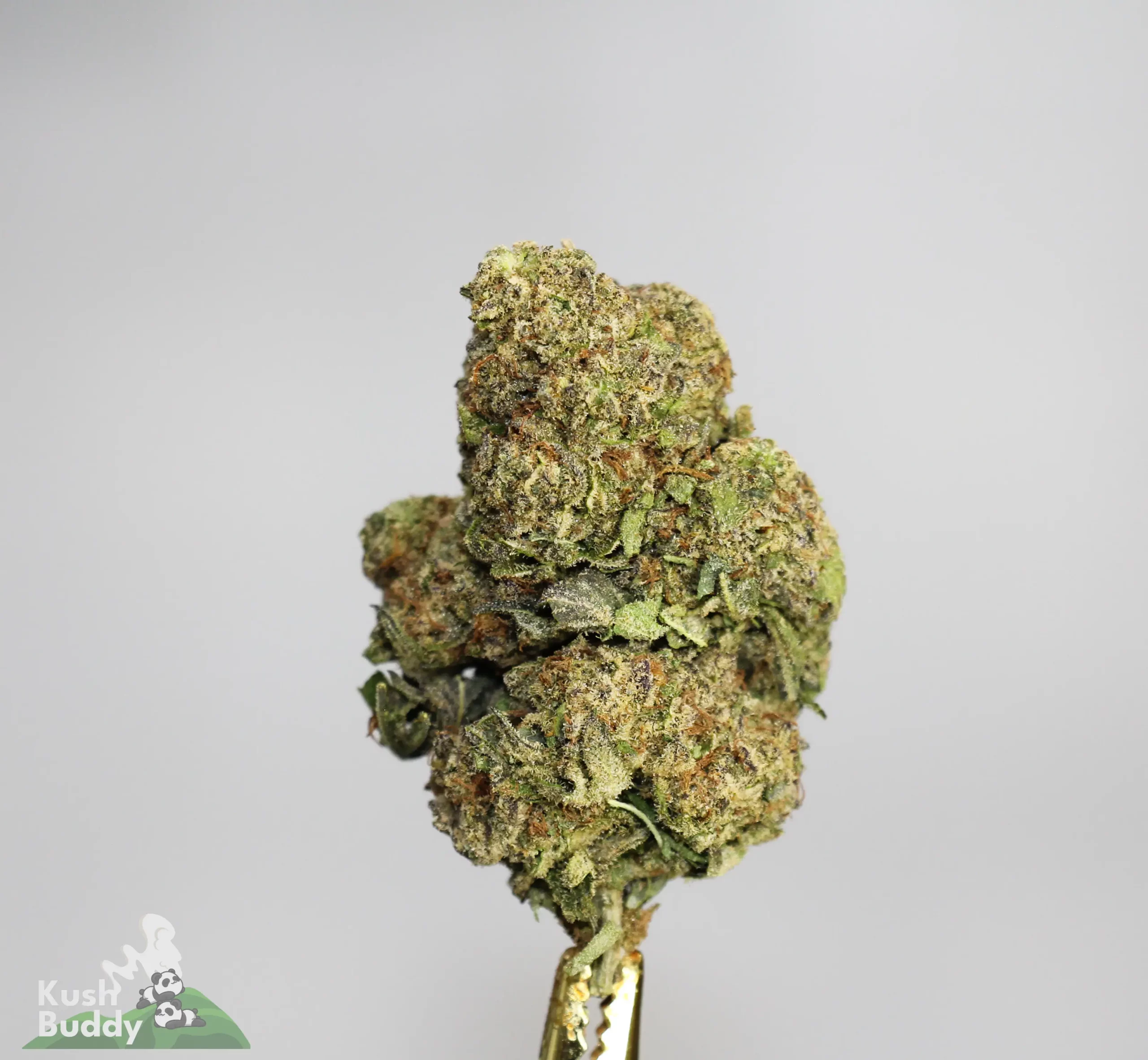 (AAA-) Forum Cut Cookies