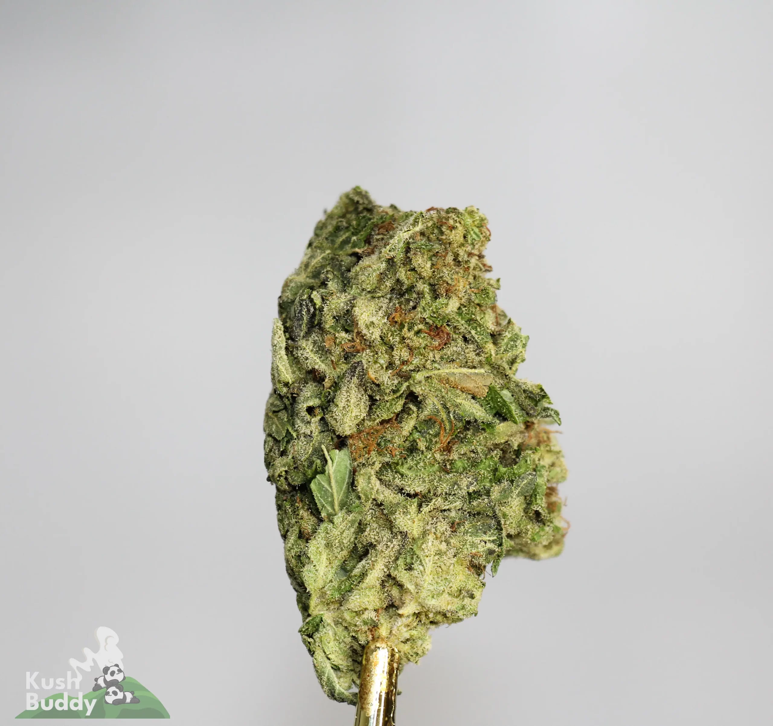 (AAA-) Forum Cut Cookies - Image 3