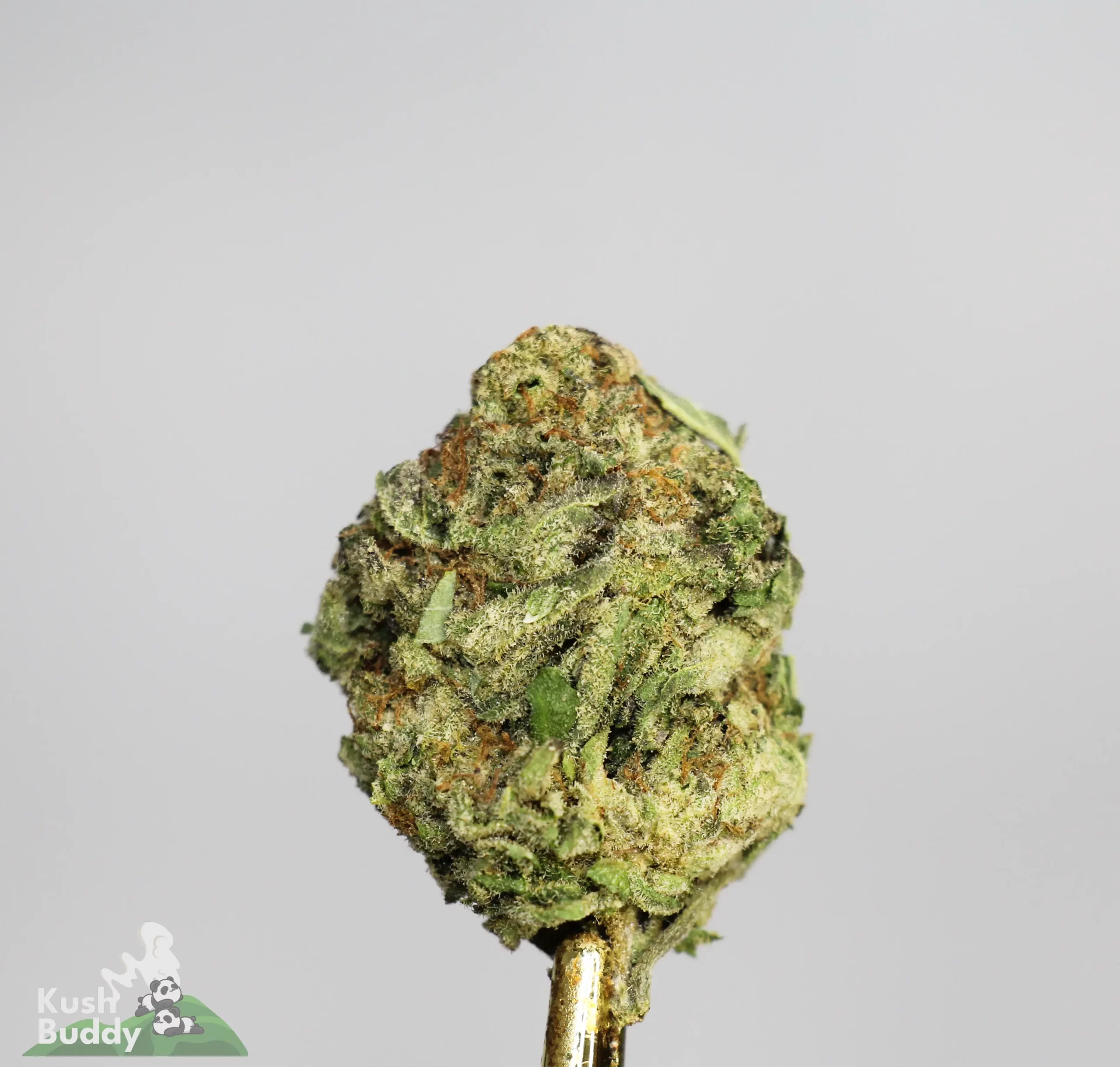 (AAA-) Forum Cut Cookies - Image 2