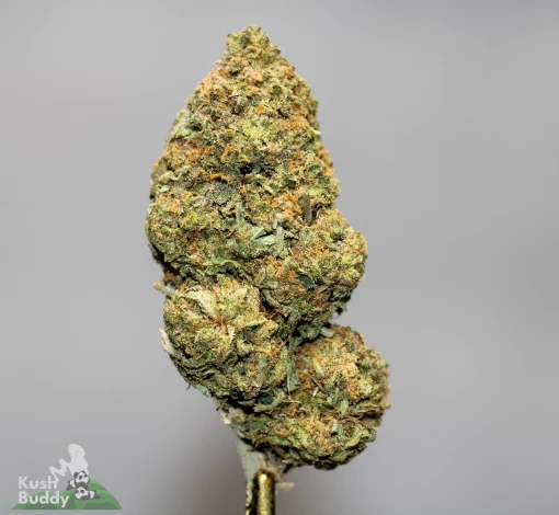 (AAAA- - Bulk) Forum Cut Cookies