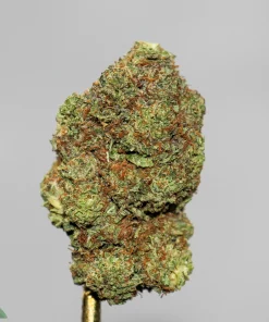 (AAAA) Forum Cut Cookies